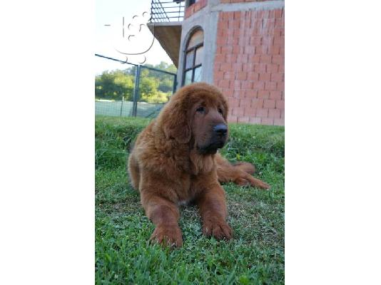 Θιβετιανά κουτάβια Mastiff